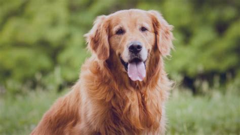 Qual A Milhar Do Cachorro - Qual é o Milhar do Cachorro que mais sai no Jogo do Bicho?