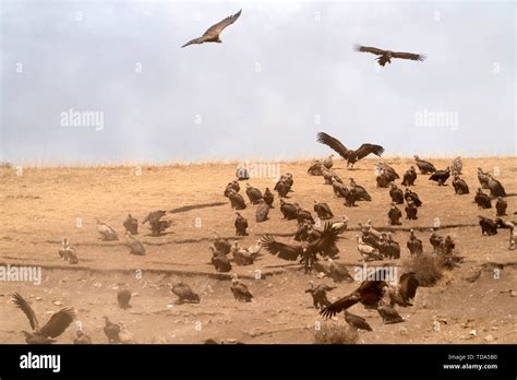 Heavenly burial platform vulture Stock Photo - Alamy