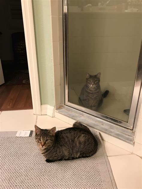 Found my cats doing the Stanford Prison Experiment : r/cats