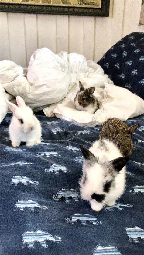 16 best u/maditron images on Pholder | Rabbits, Makeup Addiction and