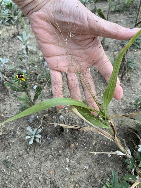 witchgrass – Laurel Wanrow