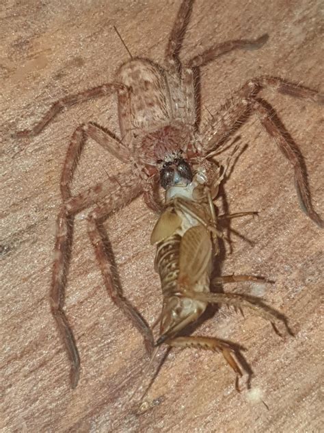 My pet giant banded huntsman : r/spiders