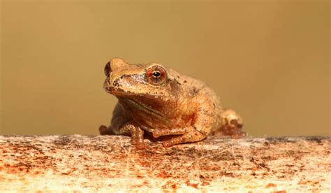facts  spring peeper