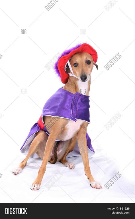 Italian Greyhound in Funny Costume Stock Photo & Stock Images | Bigstock
