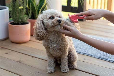 How Can I Bathe My Dog Without Water