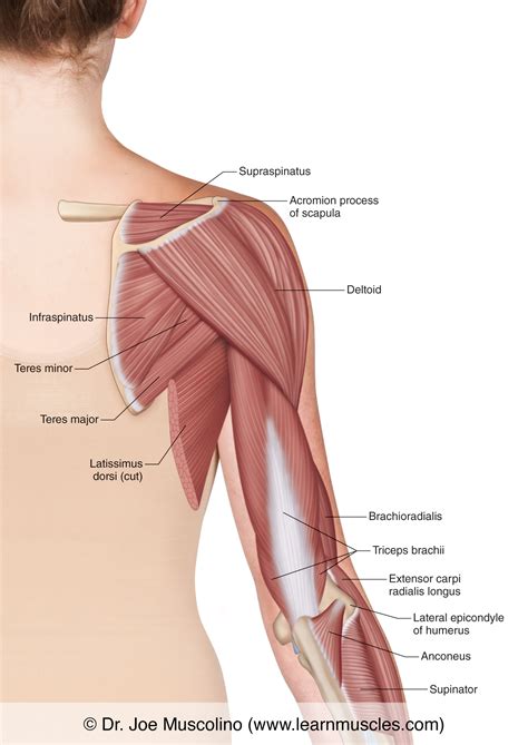 Arm Muscles Diagram Posterior : Solved Label The Superficial Back Deep Back And Upper A Chegg