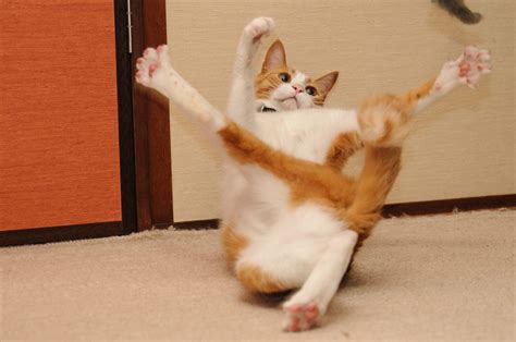 Pictures of Funny Cats Pictures of Funny Cats - Pettie Hismir