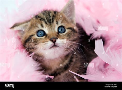 feather boa  res stock photography  images alamy