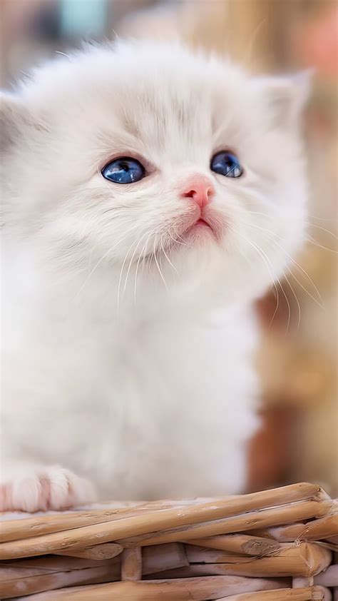 cat sleeping hd animals  wallpaper image