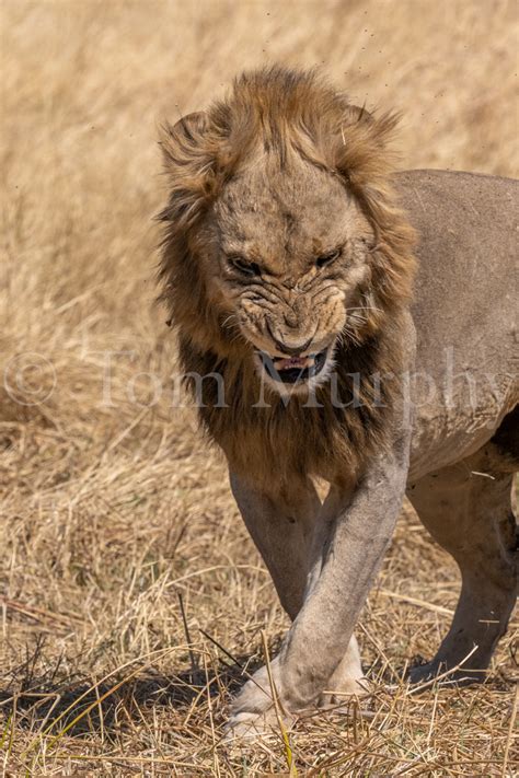 Male Lion Grimace – Tom Murphy Photography