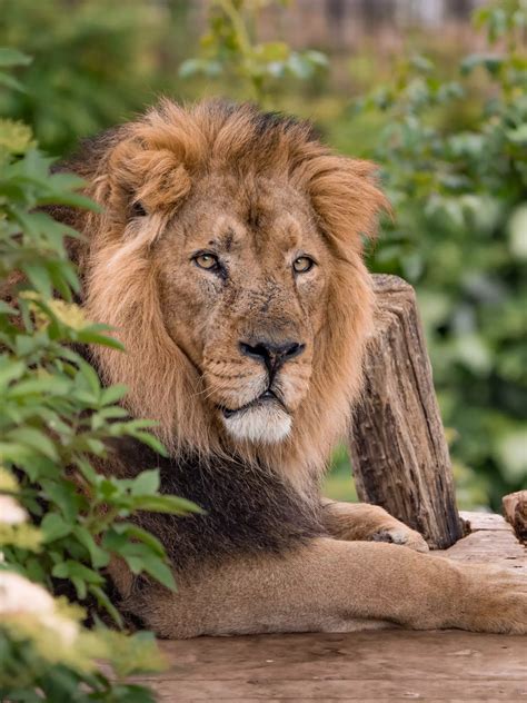 Asiatic lions | London Zoo