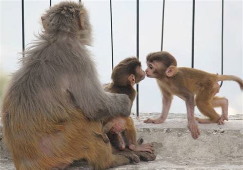 Monkeys Kissing: Why Do They Do This? (With Pictures!) - A-Z Animals