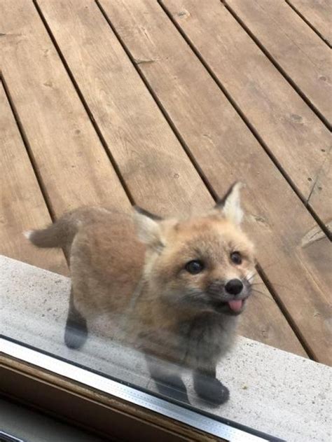 A baby fox showed up to say hi at my grandmother’s...