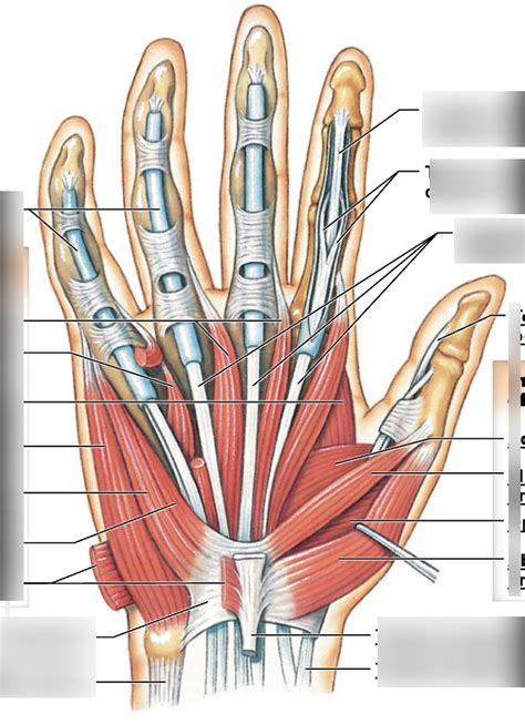 anatomy exam  hand diagram quizlet