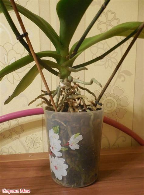 Орхидеи: Фаленопсис (Phalaenopsis) - пересадка и омолаживание ...