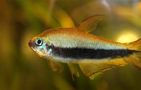 nematobrycon palmeri nematobrycon palmeri emperor tetra ka flickr