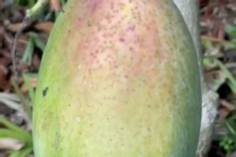 Mango ripeness testing and product suggestions | Devpost