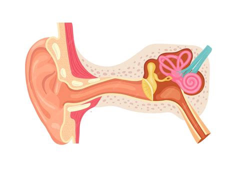 anatomy   human ear internal structure   ears medical vector