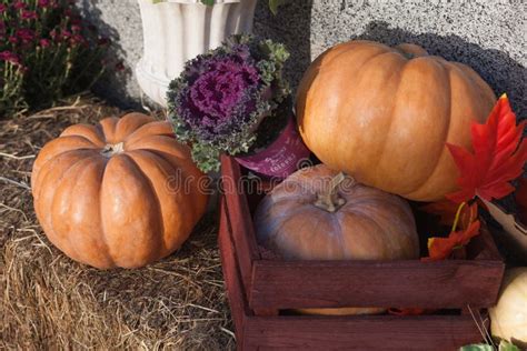 varieties  squashes  pumpkins  straw colorful