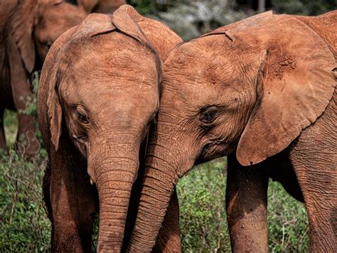 Wildlife Rehabilitation - Turkana Wildlife Safaris
