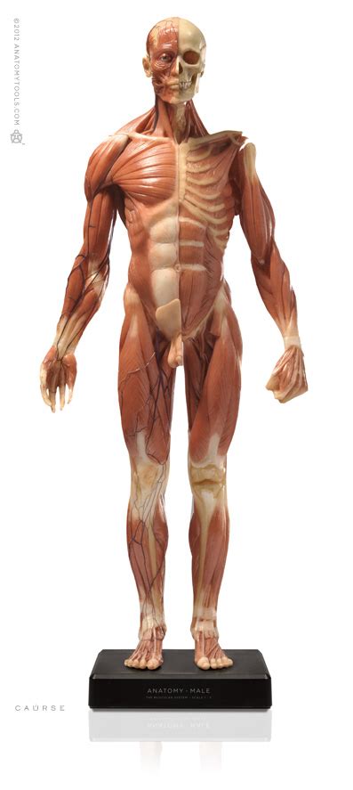 AnatomyTools