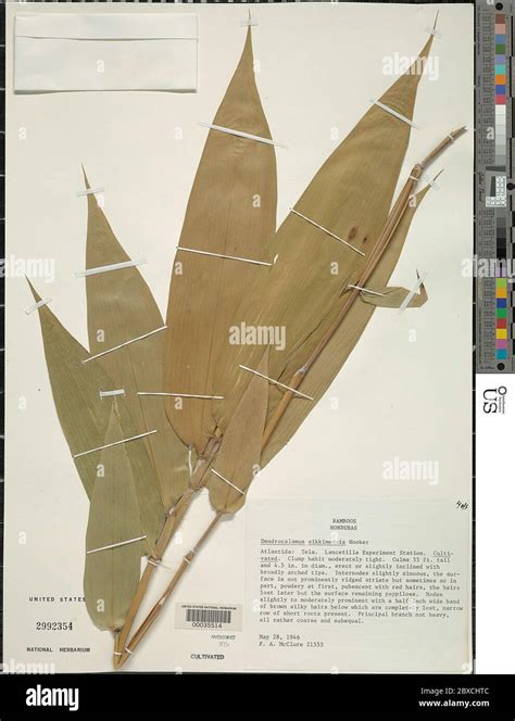 dendrocalamus sikkimensis dendrocalamus sikkimensis stock photo alamy