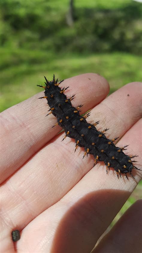 Caterpillar Black With Yellow Spikes at Richard Groves blog