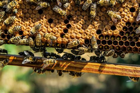 images invertebrate screenshot macro photography honey bee