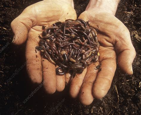 how to find earthworms