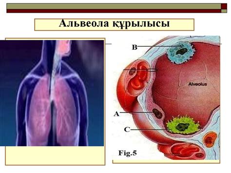 Тыныс алу мүшелері гистологиясы - презентация онлайн