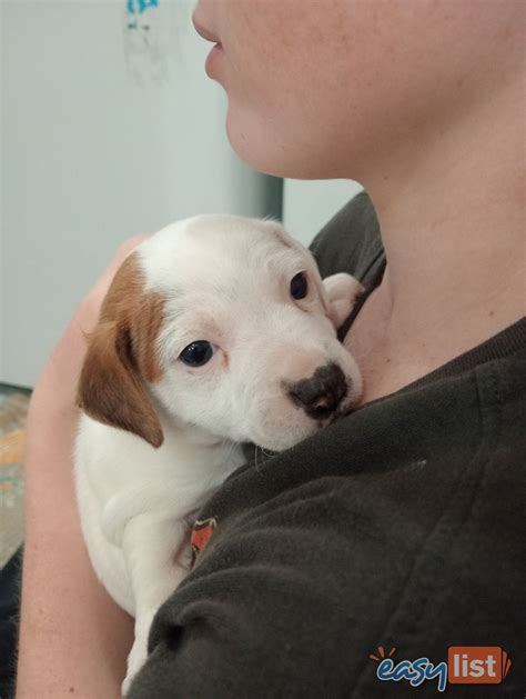 10 Jack Russell Terrier Puppies in Australia