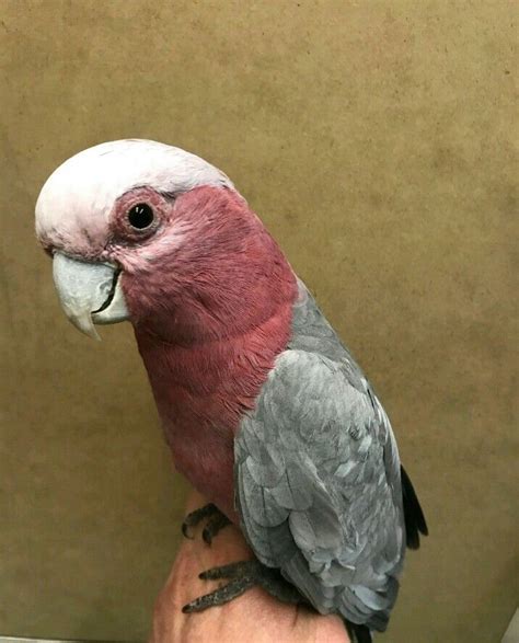 Pin by Sarah Bice on bird galah | Bird, Parrot, Animals