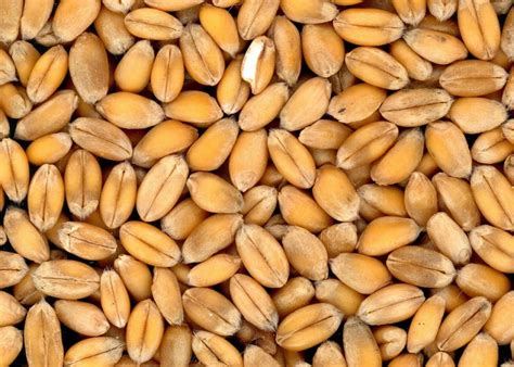 Ціни на с/г продукцію станом на 18 грудня — КУРКУЛЬ