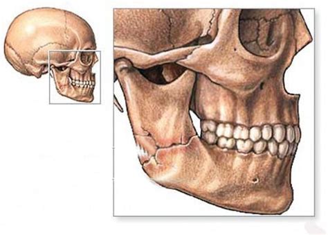 Анатомия челюсти - Энциклопедия стоматологии DentalMechanic.ru