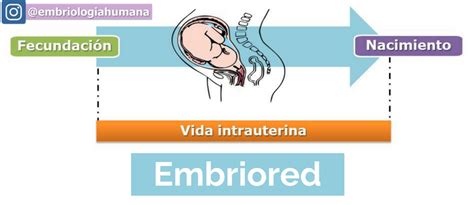 Embriored: ¿Cara materna, cara fetal?