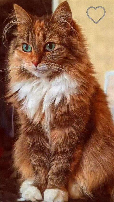 Пин на доске ГИФЫ | Милые котики, Фотографии животных, Котята