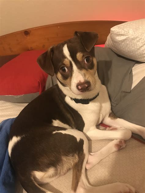 What kind? does anybody know what breed my 8 month old dog is we were ...