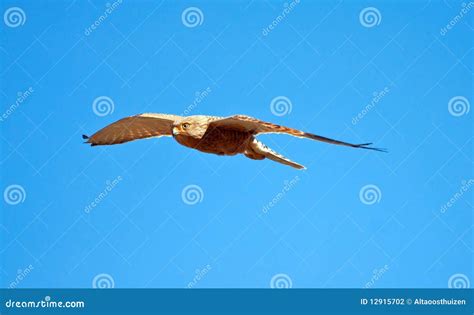 Greater Kestrel stock photo. Image of hunter, bird, falcon - 12915702