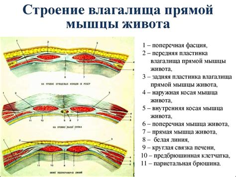 Топографическая анатомия и оперативная хирургия передней брюшной стенки ...