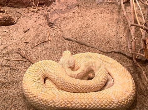 Are Rattlesnakes Afraid Of Humans