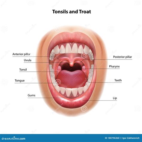 [DIAGRAM] 3d Tonsil Diagram - MYDIAGRAM.ONLINE