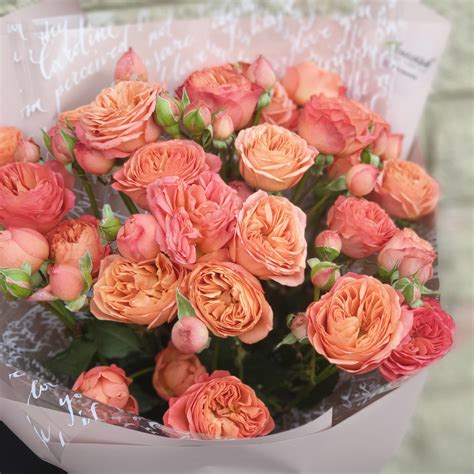 Роза Априкот Лэйс (Apricot Lace) - Московский ОАЗИС