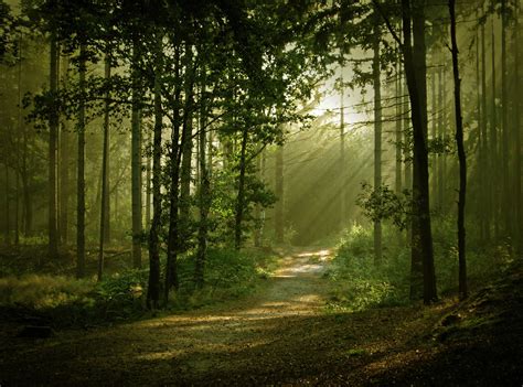 beautiful forest wallpapers wallpaper cave