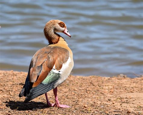 Bird Goose Beak - Free photo on Pixabay - Pixabay