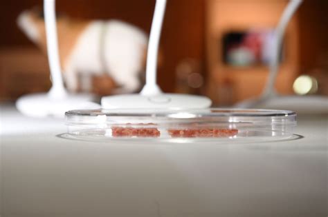 Lab-grown exotic meat? | The Week