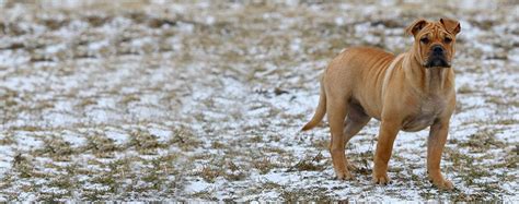 How to Train a Mastiff to be a Guard Dog | Wag!