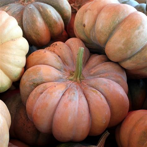 Продам Гарбузи, купити гарбузи — Agro-Ukraine