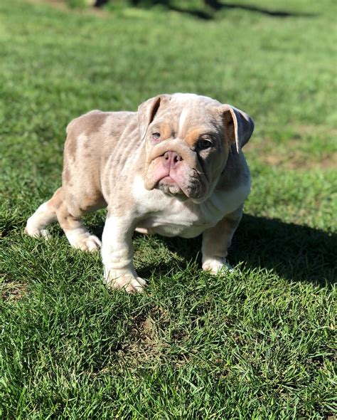 english bulldog puppies  sale texas city tx