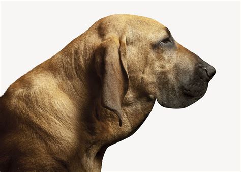 Hound dog isolated image | Free Photo - rawpixel