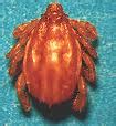 emf/paracitarias: BOOPHILUS MICROPLUS